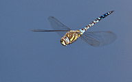 01 Migrant hawker (Aeshna mixta)